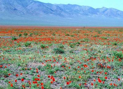 سرمایه گذاری در دشت شقایق ملارد رونق می گیرد