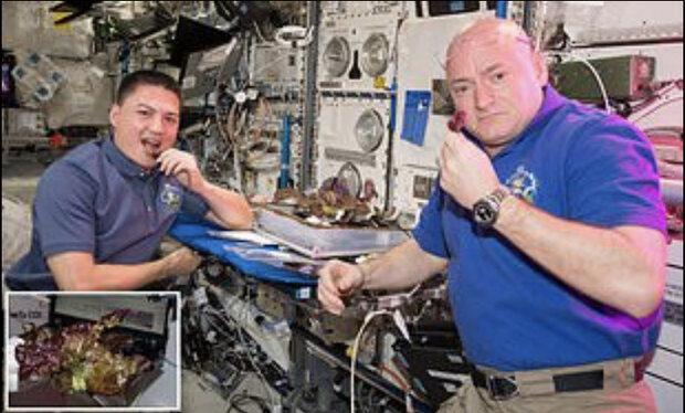 کاهوی فضایی فرقی با کاهوی زمینی ندارد!