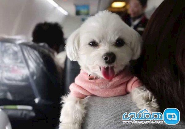 قوانین حمل حیوانات خانگی در سفرهای هوایی